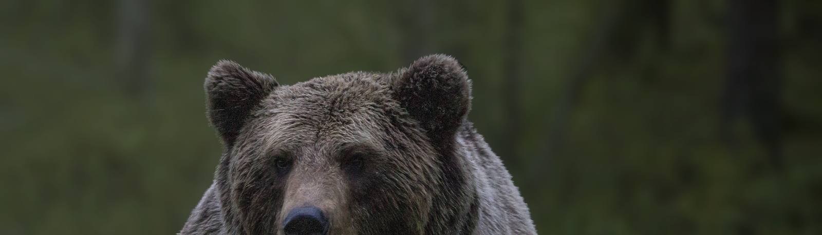 A brown bear looking toward the camera in a green forest